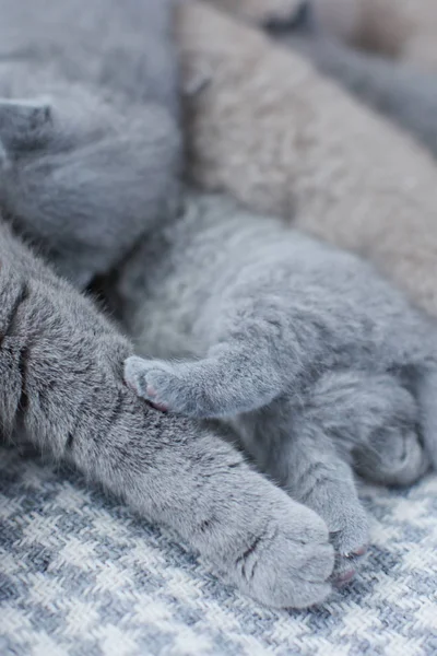 Anne kedi ile sevimli kitties — Stok fotoğraf