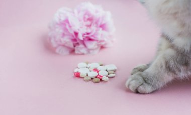 Alerji konsepti, çiçek, kedi ve hap. Pembe şakayık, gri kedi ve pembe arka planda çeşitli haplar.
