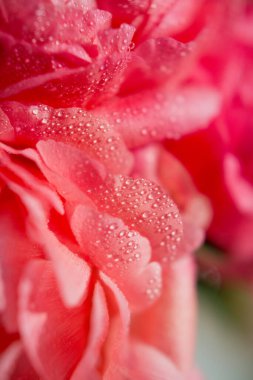 Mercan şakayıklarını çiğ damlalarıyla, mercan şakayıklarını sepetle. Canlı renkli buket şakayıklar.