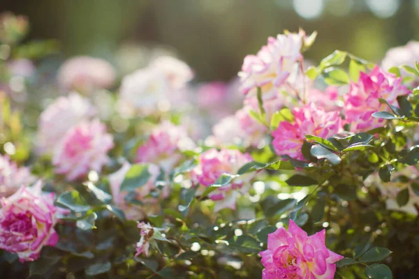 Beautiful pink roses in garden. Close up pink roses in the park at sunlight