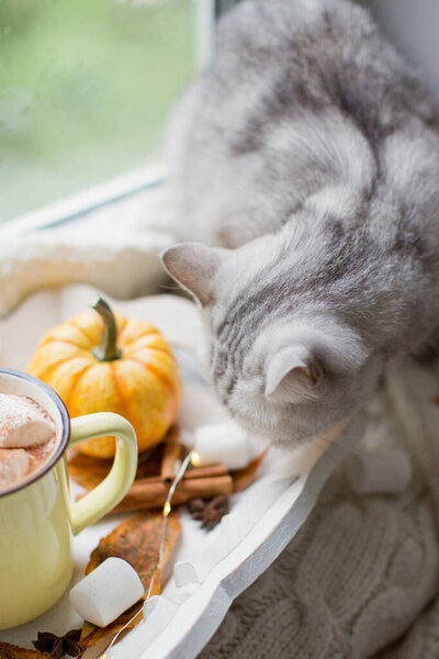 Grey cat and hot chocolate with marshmallows. Cozy autumn, cup on a wooden tray near window with raindrops. Autumn decorations and cat