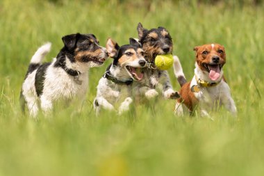 Many dogs run and play with a ball in a meadow - a cute pack of Jack Russell Terriers clipart