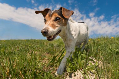 Mavi gökyüzü önünde bir çayır üzerinde çalışan köpek - jack russell 10 yaşında