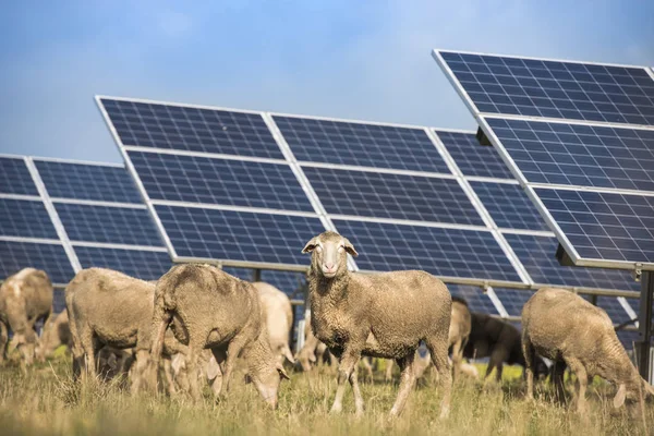 Solar panels with grazing  sheep. renewable energy