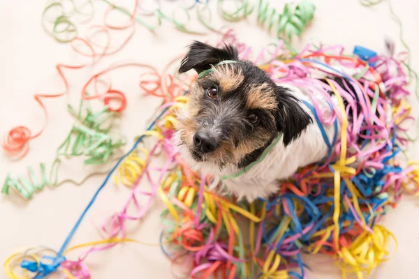   Parti köpek. Jack Russell karnaval için hazır