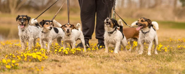 Owner with many Jack Russells in spring on a blooming meadow