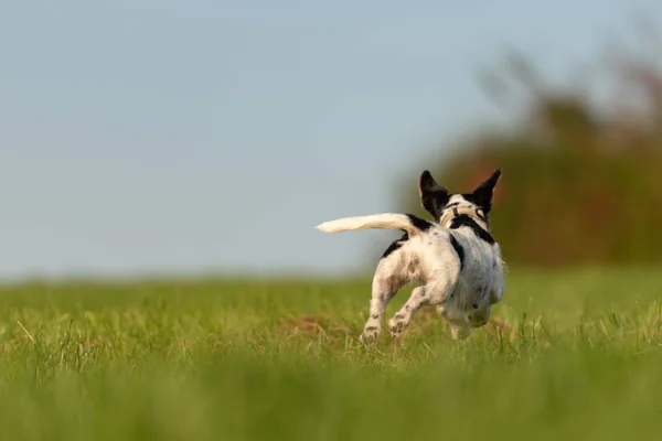 Jack Russell Terrier köpek yeşil çayır üzerinde kaçıyor. Cu
