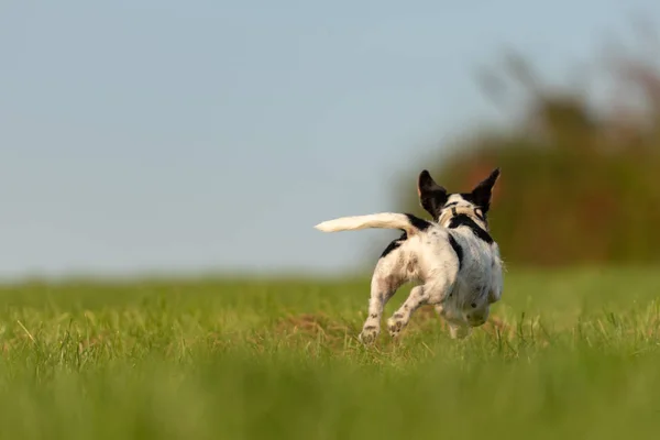 Jack Russell Terrier köpek yeşil çayır üzerinde kaçıyor. Cu — Stok fotoğraf