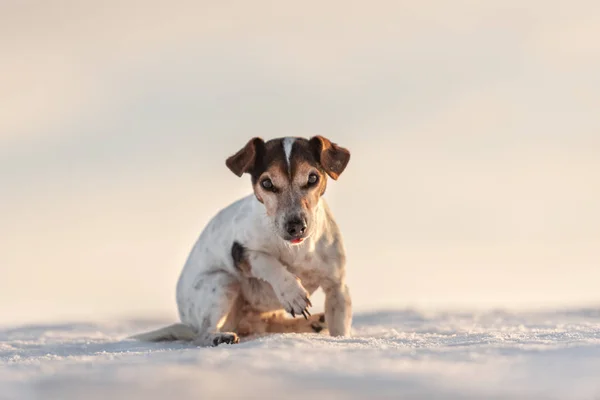 12 лет замороженный Джек Рассел Терьер Собака гуляет по S — стоковое фото
