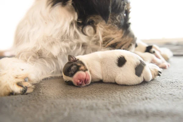 Bebé recién nacido perro está durmiendo delante de su mamá y su hermano — Foto de Stock