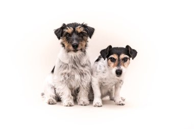 İki üç renkli köpek beyaz arka plan önünde oturuyor. Smal