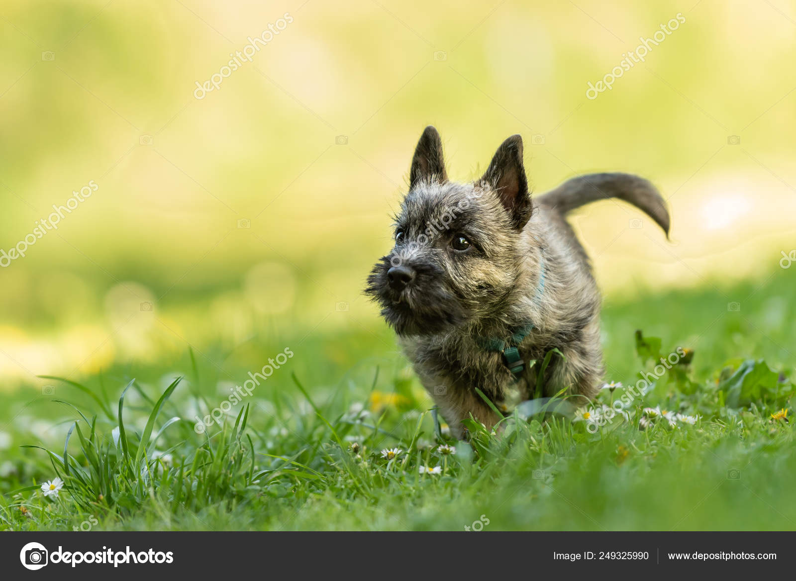 Cairn Terrier Little Terriers Cairn Terrier Puppies For Sale