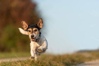 Jack Russell Terrier önünde mavi gökyüzü bir yol üzerine çalışıyor