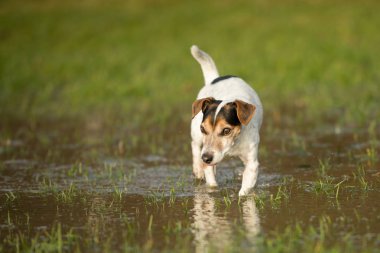 Jack Russell Terrier köpek 12 yaşında bir meado çalışıyor