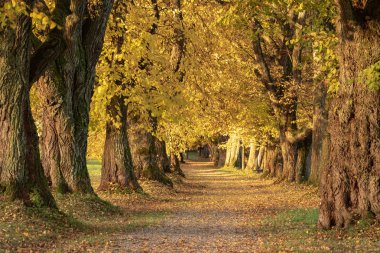 Almanya'da Bavyera sonbaharda Linden bulvarı