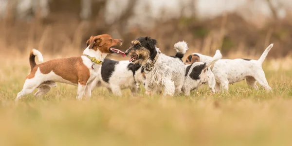 Muitos Jack Russell Terrier estão num prado. — Fotografia de Stock