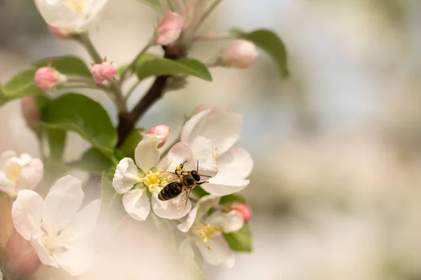 Biene sammelt Honig in Apfelblüte - Honigbiene vor blauem Hintergrund — Stockfoto