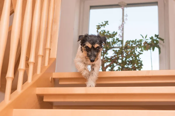 Μικρό χαριτωμένο σκυλί τρέχει κάτω ολισθηρό σκάλα. Τρίχρωμος Jac — Φωτογραφία Αρχείου