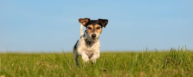 Jack Russell Terrier önünde mavi gökyüzü çalışıyor