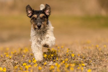 Şirin jack Russell Terrier köpek ilkbaharda çiçek açan alanındaki