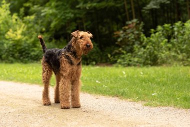 Airedale Terrier Doch ist bir caddede duruyor.