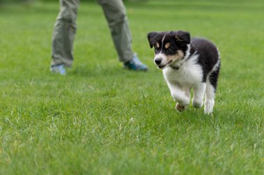 Köpek işleyici onun kenar kömür ocağı köpek yavrusu ile meşgul. Köpek 8 haftalık