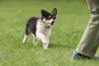 Köpek işleyici onun kenar kömür ocağı köpek yavrusu ile meşgul. Köpek 8 haftalık