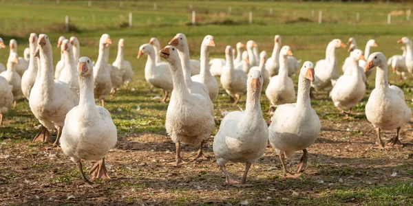 Many Geese Meadow — Stock Photo, Image