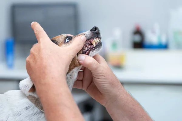 Jack Russell Terrier perrito en el veterinario — Foto de Stock