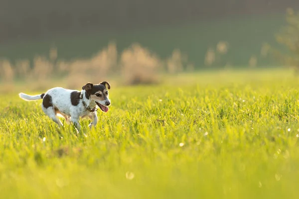 Jack Russell is running over a meadow in summer an back light