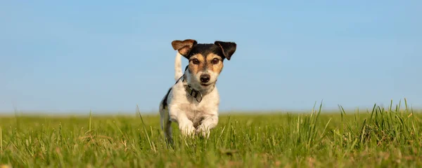 Jack Russell Terrier corre delante del cielo azul — Foto de Stock