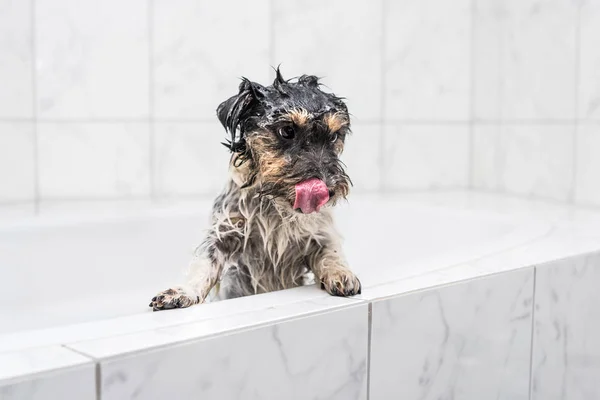 杰克·罗素狗在洗澡 — 图库照片