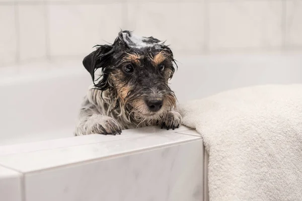 Cão com espuma na banheira enquanto toma banho no banheiro — Fotografia de Stock