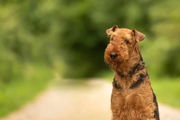 Dog portrait. Airedale Terrier in front of green background — Stock Photo, Image