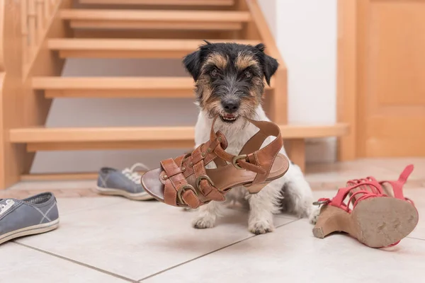 Liten söt lydig hund innehar en sko av KLICKARE utbildning - Jack — Stockfoto