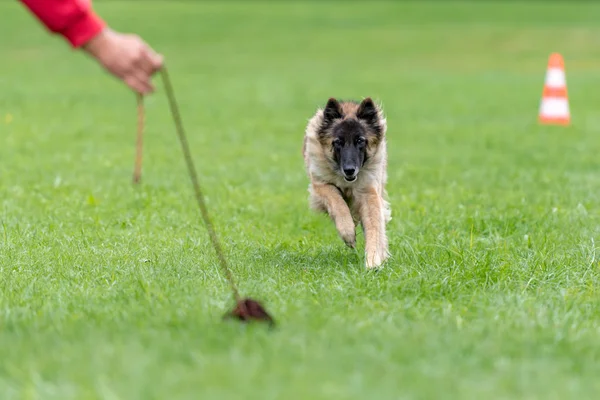 Tervueren Dog Está Correndo Brincando Com Seu Manipulador Sobre Campo — Fotografia de Stock