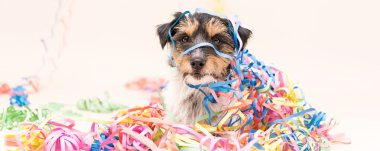   Parti köpek. Jack Russell karnaval için hazır