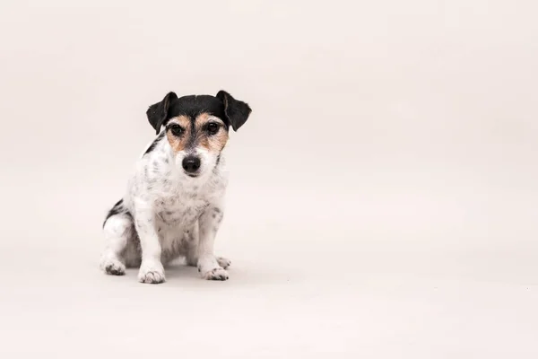 Jack Russell Terrier pies jest siedzenie i na białym tle na białym. 3 tak — Zdjęcie stockowe