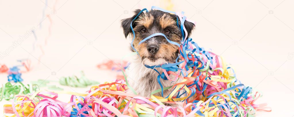   Party Dog. Jack Russell ready for carnival