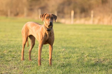 Gurur Rodezya Ridgeback köpek yeşil çayır agai üzerinde duruyor
