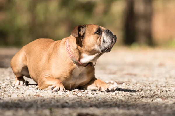 Continental Bulldog dog is lying in the forest in front of blurr — Stock Photo, Image