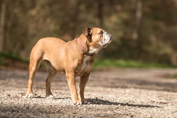Continental Bulldog dog is standing in the forest and is looking — Stock Photo, Image
