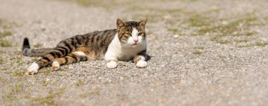 şirin kedi bir yolda rahat ve izlerken yatıyor