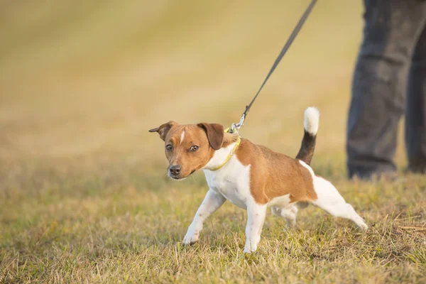 Köpek çeker üstünde kira kontratı - jack russell terrier