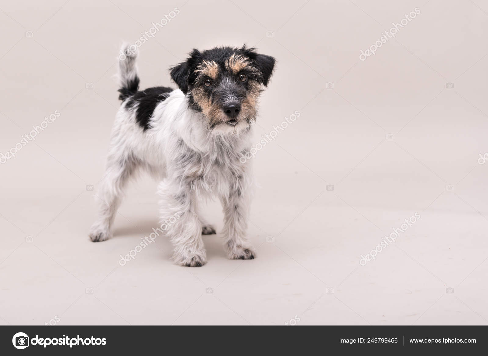 Jack Russell Terrier Dog Is Standing And Isolated On White Stock