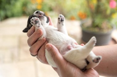 Jack Russell Terrier yavru köpek 14 gün eski.