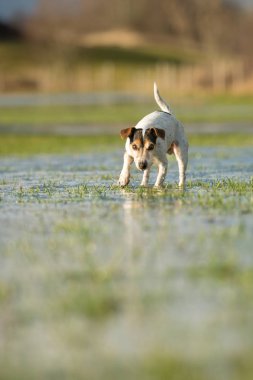 Jack Russell Terrier köpek 12 yaşında bir meado çalışıyor