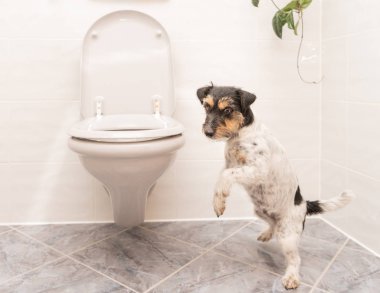 Köpek tuvalette - Jack Russell Terrier dans ediyor 
