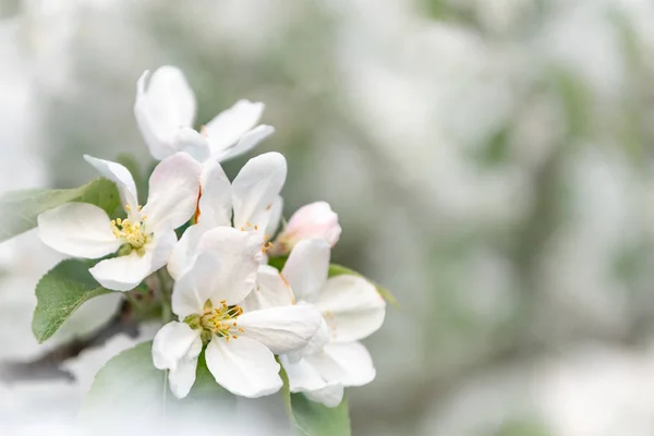 Apple blossom drzewo na wiosnę przed niewyraźne tło — Zdjęcie stockowe