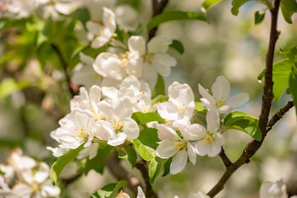 Apple blossom drzewo na wiosnę przed niewyraźne tło — Zdjęcie stockowe